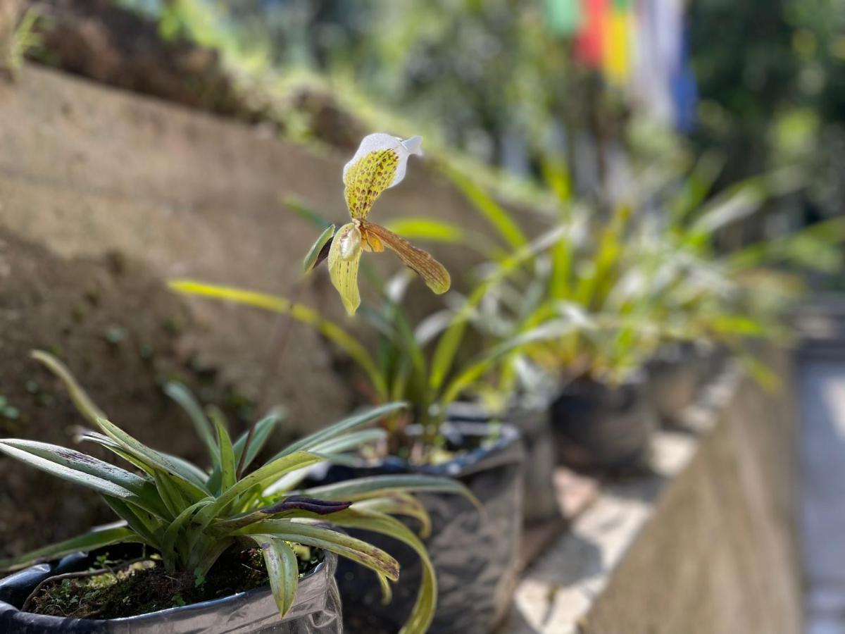 Khimsha Homestay Pelling Dış mekan fotoğraf